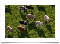 Moos there - Chris Beesley
